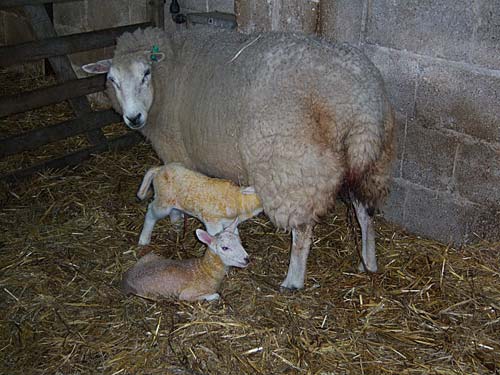 lactating ewe